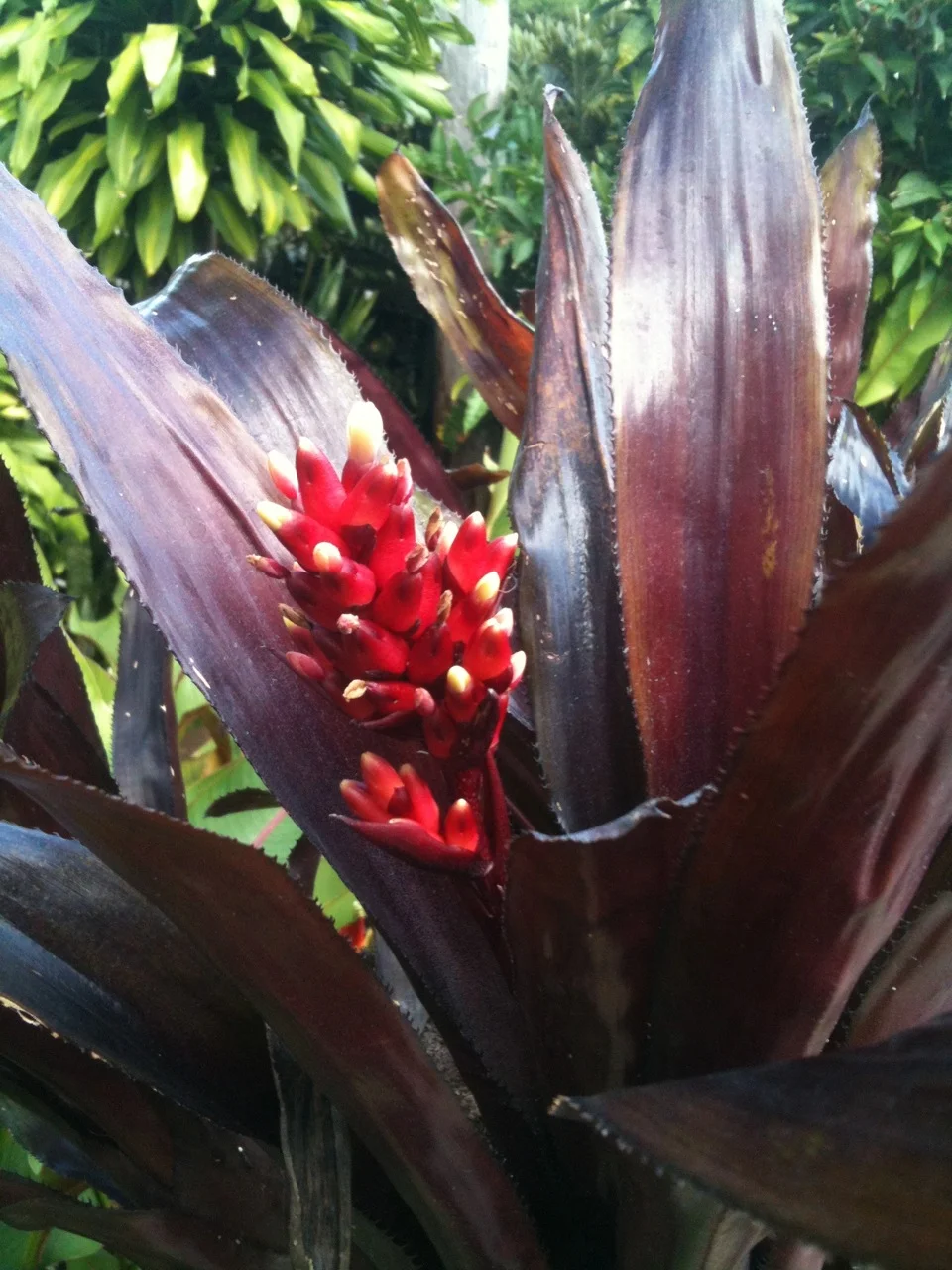 Aechmea 'Black Panther' — Vintage Green Farms with Tom Piergrossi